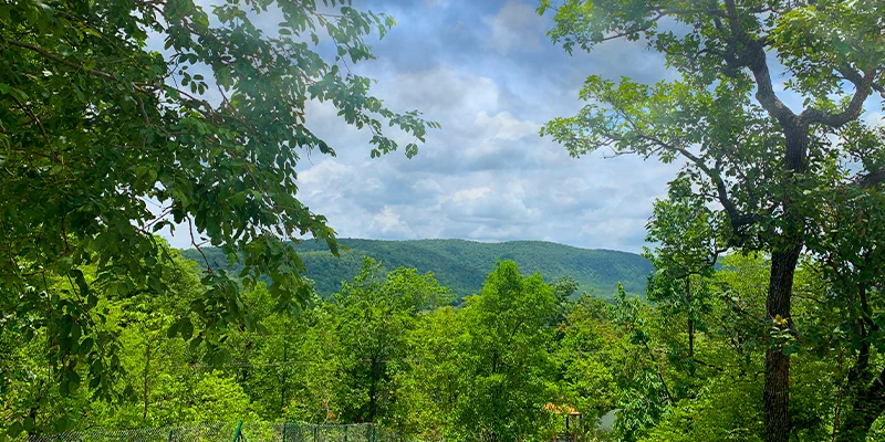 Tadvai Forest